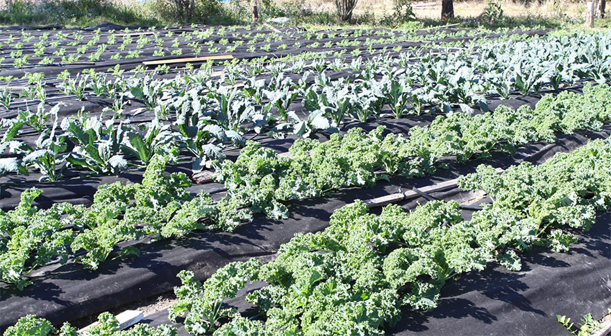 kale-and-spinach | Weed Gunnel